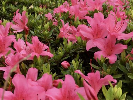 ツツジ ツツジ,花,春の写真素材