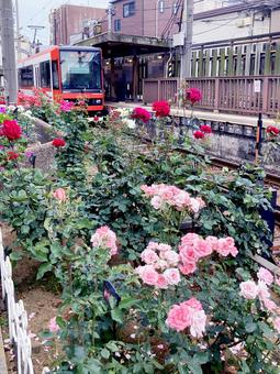バラ バラ バラ,ローズ,花びらの写真素材