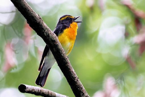 キビタキ４ キビタキ,野鳥,鳥の写真素材