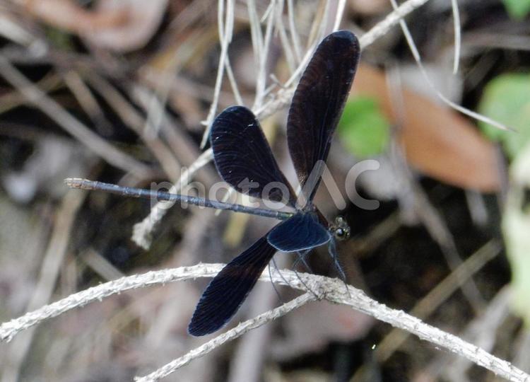 【昆虫写真】ハグロトンボ（羽黒蜻蛉） ハグロトンボ,羽黒蜻蛉,生き物の写真素材
