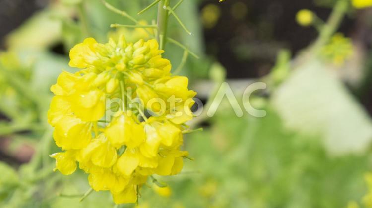 菜の花の黄色い花、春の訪れ 菜の花,花,黄色の写真素材