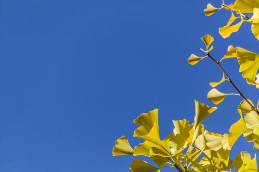 運動公園のイチョウ8（豊橋市） イチョウ,並木道,岩田運動公園の写真素材