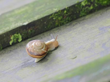 でんでんむしむし、カタツムリ でんでんむしむし、カタツムリの写真