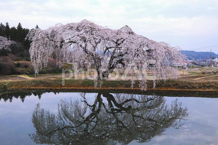 池に映えるしだれ桜 満開,桜,空の写真素材
