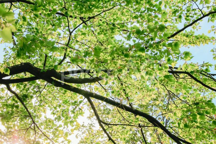 新緑の木漏れ日 葉っぱ,新緑,木漏れ日の写真素材