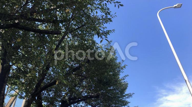 木と電灯と空 木,空,自然の写真素材