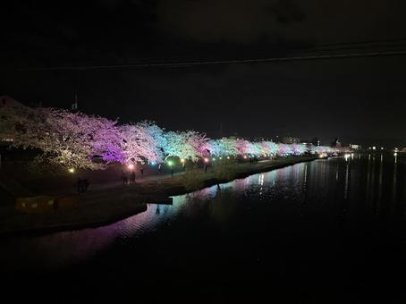 桜 桜 桜,ライトアップ,イルミネーションの写真素材