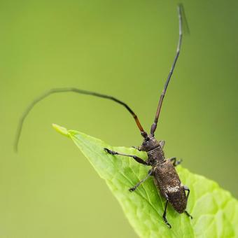 ヒメヒゲナガカミキリ ヒメヒゲナガカミキリの写真