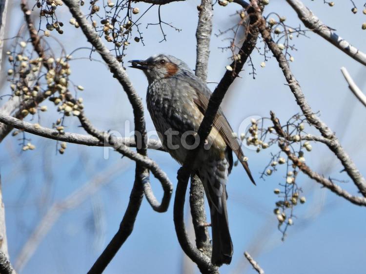 木の実を食べるヒヨドリ2 ヒヨドリ,鳥,鳥類の写真素材