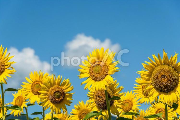 青空背景　夏の花ひまわり（ひまわり９） 青空,空,スカイの写真素材