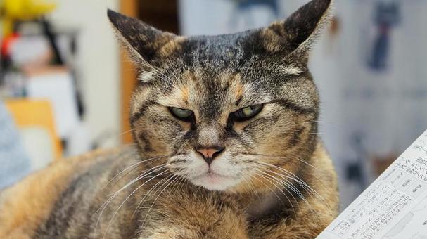 ジト目の猫 ジト目の猫の写真