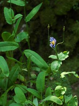 紫路の野に咲く花 紫路の野に咲く花の写真