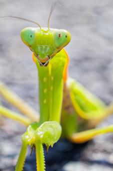ハラビロカマキリ緑色型 ハラビロカマキリ緑色型 ハラビロカマキリ,緑色型,緑色の写真素材