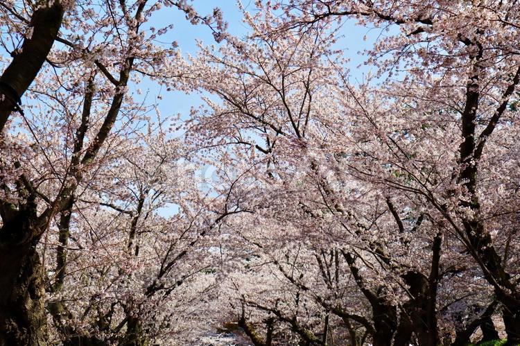 満開の桜のトンネル　弘前公園 満開,桜,西堀の写真素材