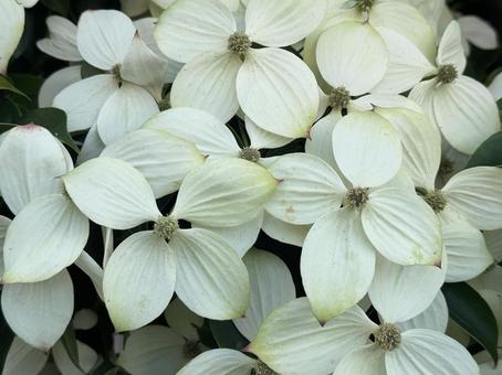 ヤマボウシ ヤマボウシ,白,花の写真素材