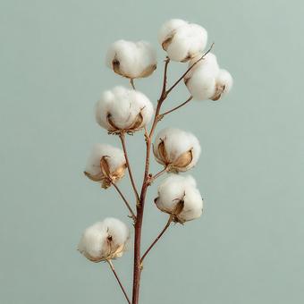 素朴で美しいコットンの枝 素朴で美しいコットンの枝の写真