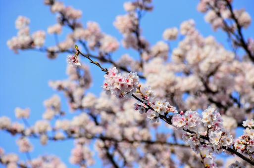 早朝の桜 早朝の桜の写真