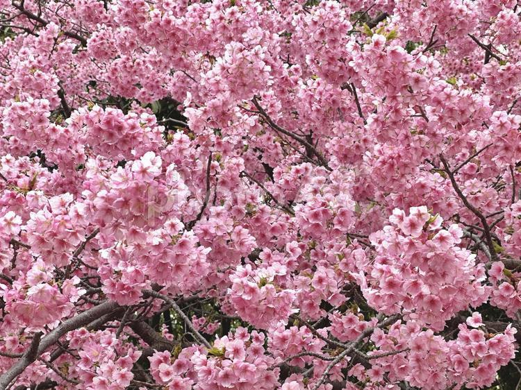 桜の背景 桜,自然,風景の写真素材