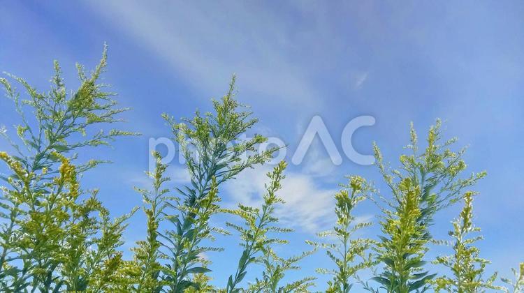 秋の緑と青空2 青空,秋,空の写真素材