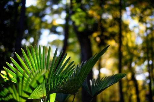 並木 並木の写真