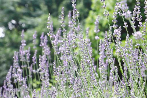 ハーブ ラベンダー ハーブ ラベンダー ラベンダー,植物,花の写真素材