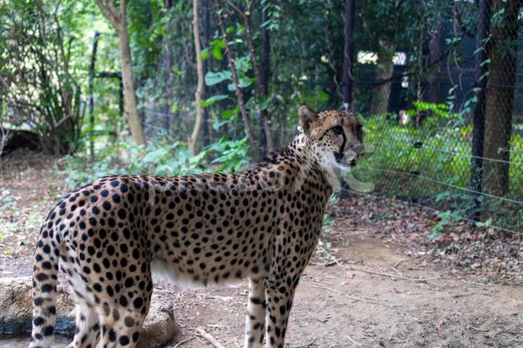チーターの横顔 美しい,チーター,横顔の写真素材