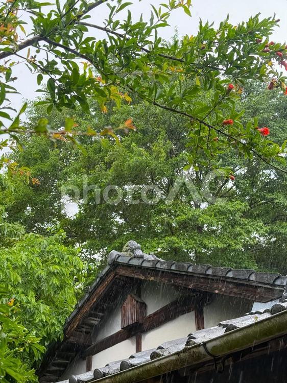 古い小屋の屋根がある風景（初夏、雨の日 屋根,小屋,古いの写真素材