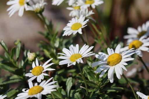 花壇で咲く白い花ぴらのハマギクの花 花壇,咲く,白いの写真素材