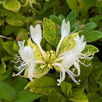 初夏に咲くスイカズラの白い花 初夏に咲くスイカズラの白い花 スイカズラ,花,白い花の写真素材