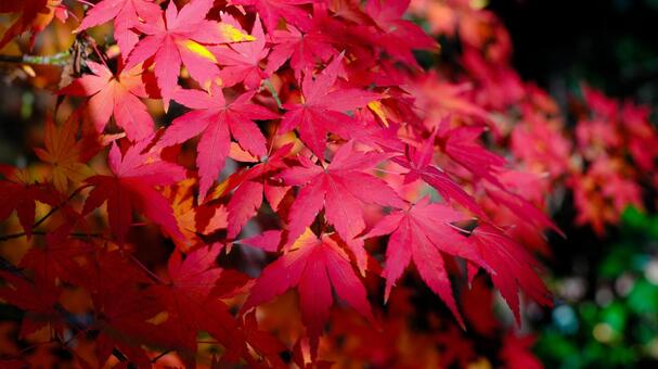 佐倉城址公園の紅葉 紅葉,モミジ,もみじの写真素材