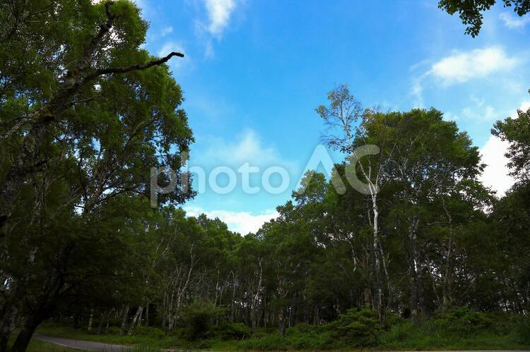 白樺の森 森,林,森林の写真素材