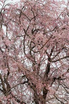 cherry blossoms, JPG cherry blossoms, JPG