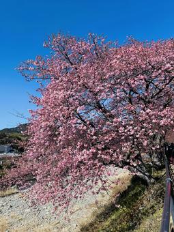 Kawazu cherry blossoms, JPG