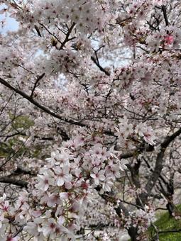 桜の写真