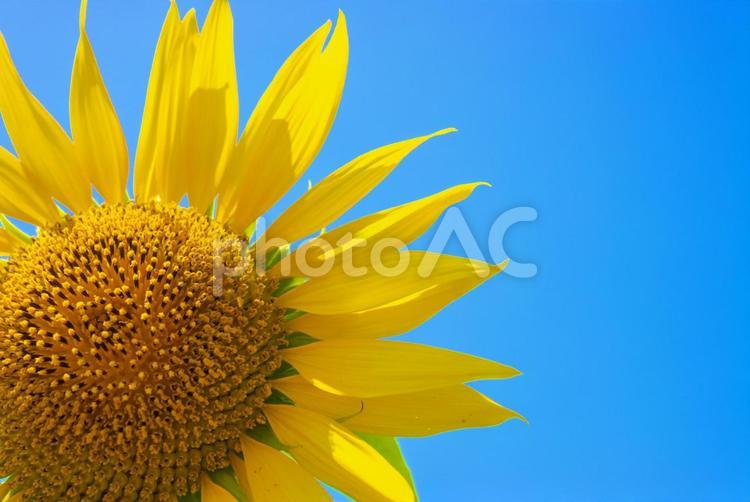 正面から見たひまわりの花と青空 夏,ひまわり,日光の写真素材