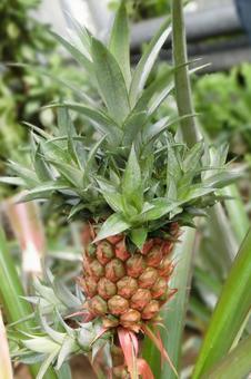 鞍ヶ池公園　植物園　パイナップル 鞍ヶ池公園,豊田,パイナップルの写真素材