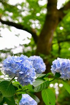 Light blue hydrangeas blooming in the rainy season sky, JPG