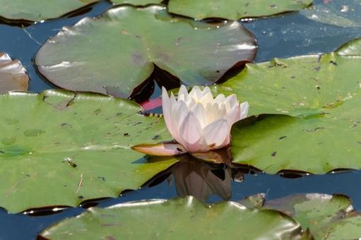 White water lilies reflected on the water surface, JPG