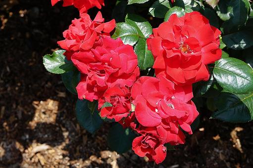 荒牧バラ園644　グルースアンバイエルンの写真