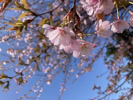 桜 桜の写真
