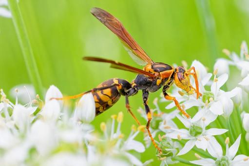 韮の花蜜を食べるセグロアシナガバチ 韮の花蜜を食べるセグロアシナガバチ セグロアシナガバチ,背黒脚長蜂,アシナガバチの写真素材