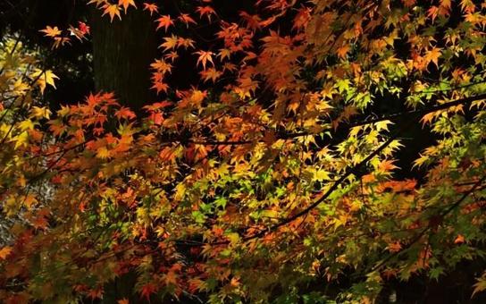 鮮やかな紅葉 鮮やかな紅葉の写真