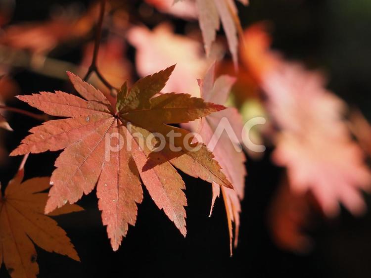 もみじ　秋のイメージ 秋イメージ,紅葉,もみじの写真素材