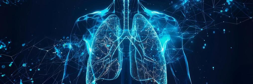 3DCGの肺のイメージ02の写真