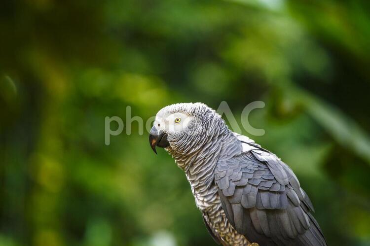 灰色のヨウム 灰色,ヨウム,大型インコの写真素材