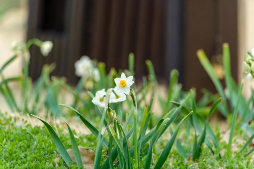 早春の庭に咲く水仙 水仙,花,冬の写真素材