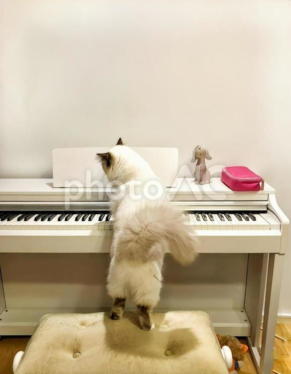 ピアノを練習する猫(ラグド－ル) ピアノ,猫,弾くの写真素材