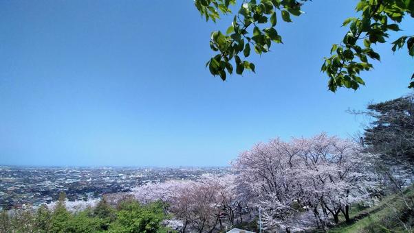 桜12 桜12の写真