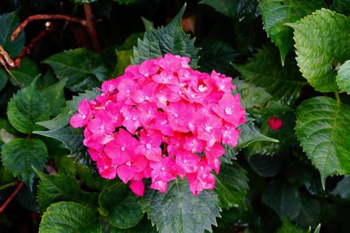 あじさい 紫陽花,植物,6月の写真素材