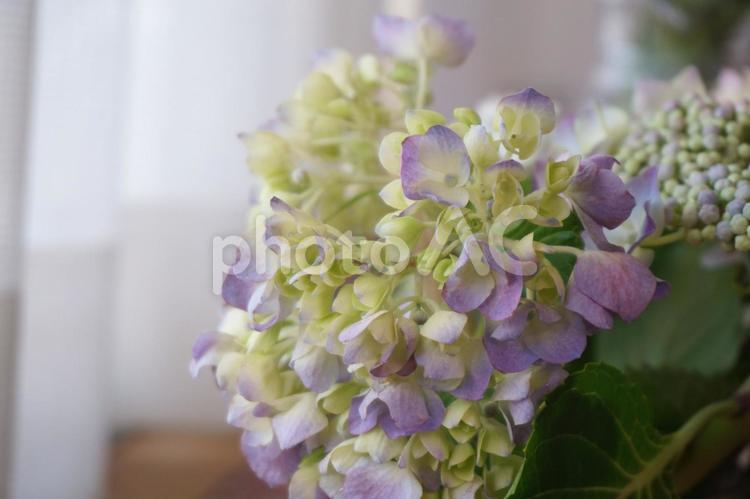 窓辺のアジサイ 紫陽花,アジサイ,窓辺の写真素材